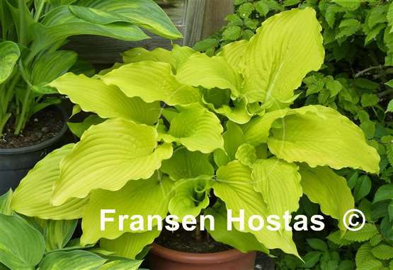 Hosta Dancing Queen